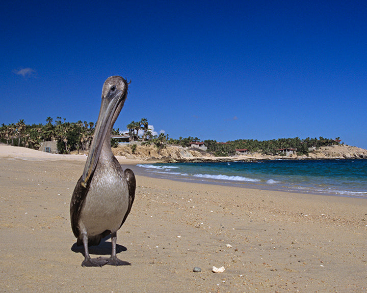 A Brown Pelican Lounging on a Mexican Beach Near Cabo San Lucas Fine Art Photo