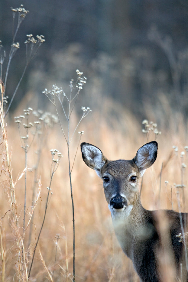 Whitetail Art, A Doe with a Penetrating Gaze, Blue Ridge Mountain Deer Wall Decor