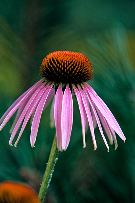 Purple cone flower by John Harmon