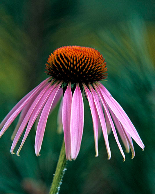 Purple cone flower by John Harmon