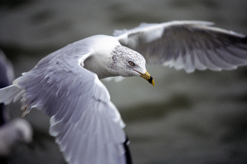 A Ring Billed Gull In Flight Bird Fine Art Photo