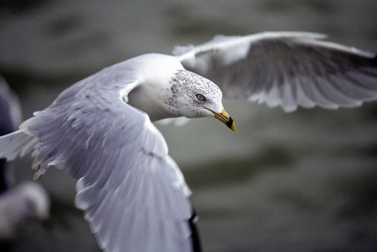 A Ring Billed Gull In Flight Bird Fine Art Photo