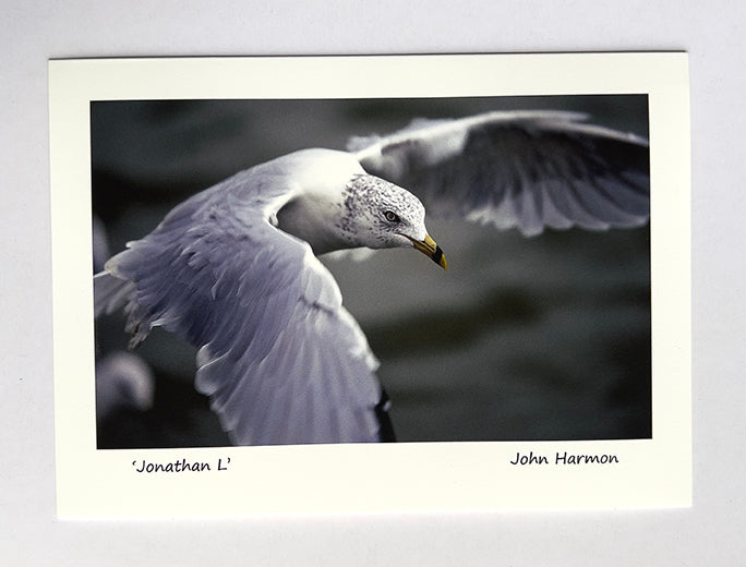 A Ring Billed Gull In Flight Bird Fine Art Photo