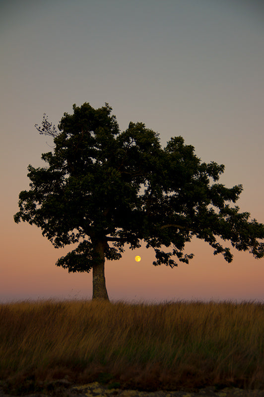 Lone tree at Doughton Park by john Harmon