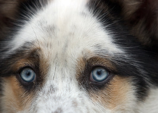 A Blue Eyed Dog Fine Art Photo Intense Stare of This Beautiful Animal