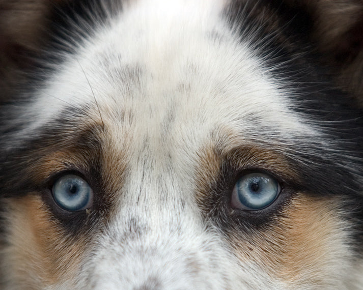 A Blue Eyed Dog Fine Art Photo Intense Stare of This Beautiful Animal