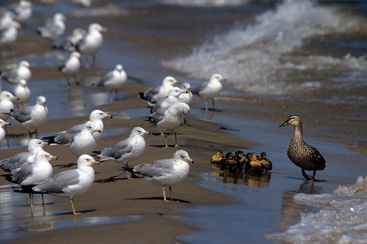 Duck Faces Off Against Seagulls to Shield Her Precious Ducklings Intense Wildlife Moment