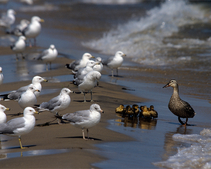 Duck Faces Off Against Seagulls to Shield Her Precious Ducklings Intense Wildlife Moment