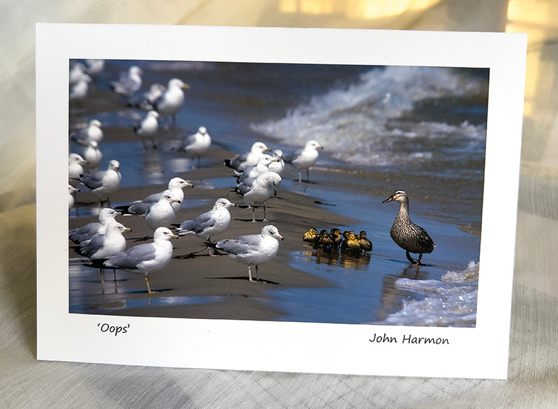 Duck Faces Off Against Seagulls to Shield Her Precious Ducklings Intense Wildlife Moment