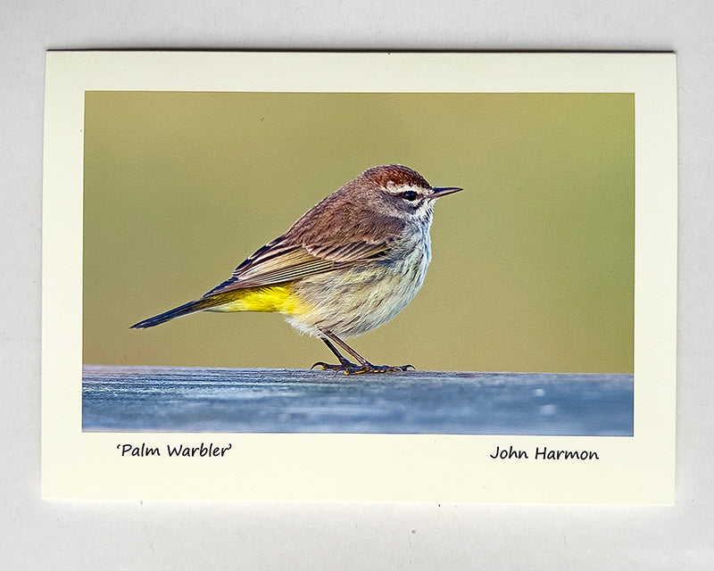 Palm Warbler, Detailed, Great Light,  Bird Photo