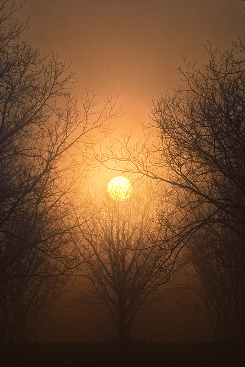 Pecan grove sunrise by John Harmon