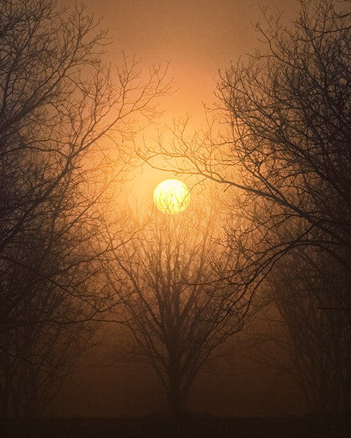 Pecan grove sunrise by John Harmon