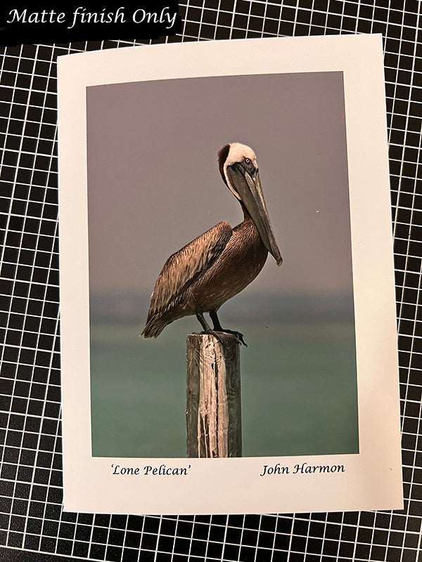 Brown Pelican Resting on a Piling at Dewy Destins On Florida's Gulf Coast