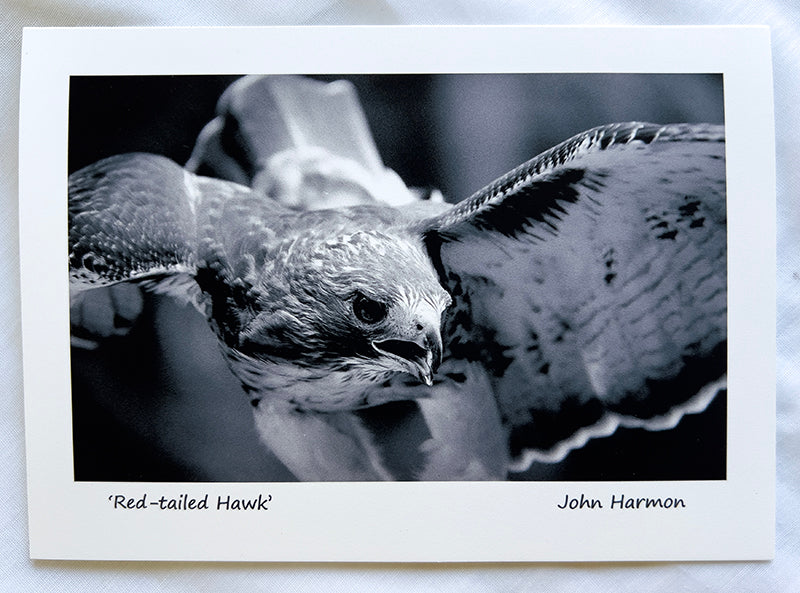 Red-Tailed Hawk Up Close Wall Decor Black and White Bird Art