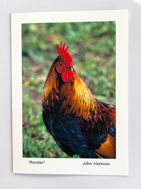 A  Rooster Fine Art Photo An Executive Portrait