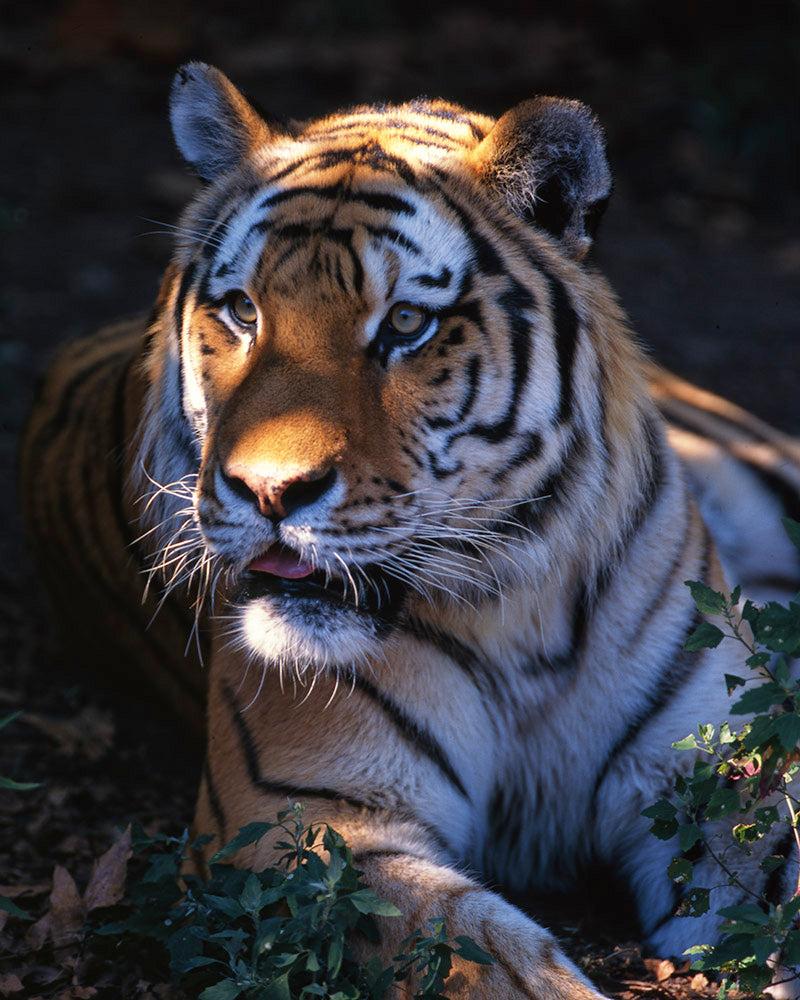 Siberian Tiger by John Harmon