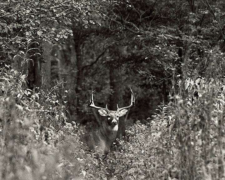 Ten Point Buck by John Harmon