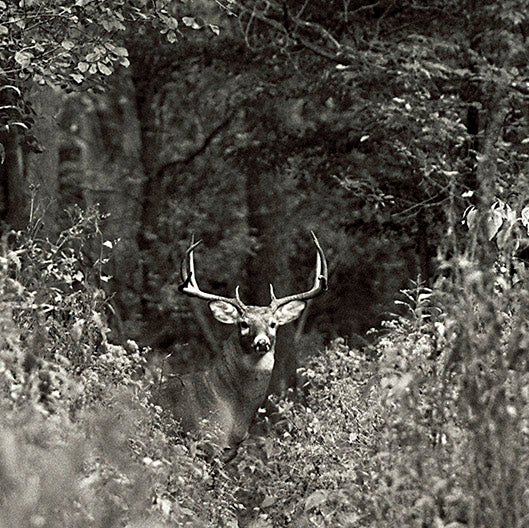 Ten Point Buck by John Harmon