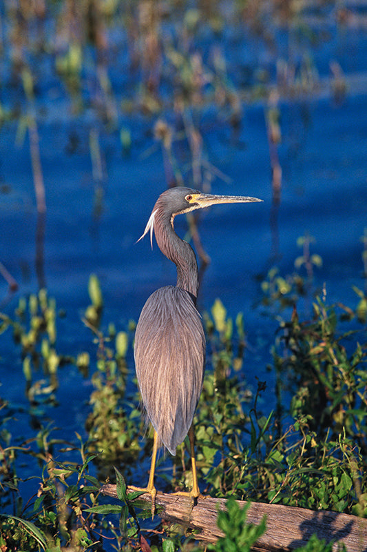 A Tri-Colored Heron poses  In a Monet type setting  Bird  Fine Art Photo