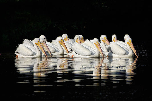 Bright Sunlit Twelve White Pelicans Fine Art Print - Ding Darling, Sanibel Island