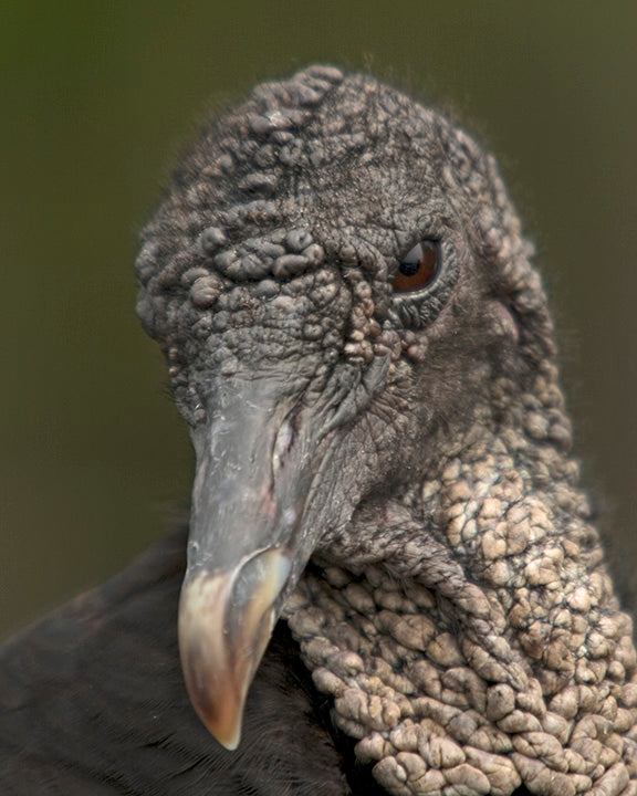 Portrait of a Black Vulture Up Close and Personal Fine Art  Bird Photo