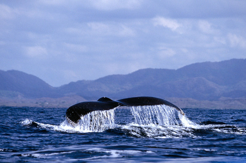 Water Cascades from the Tail of a Humbacked Whale Fine Art Photo