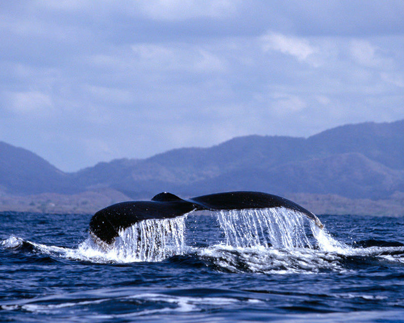 Water Cascades from the Tail of a Humbacked Whale Fine Art Photo