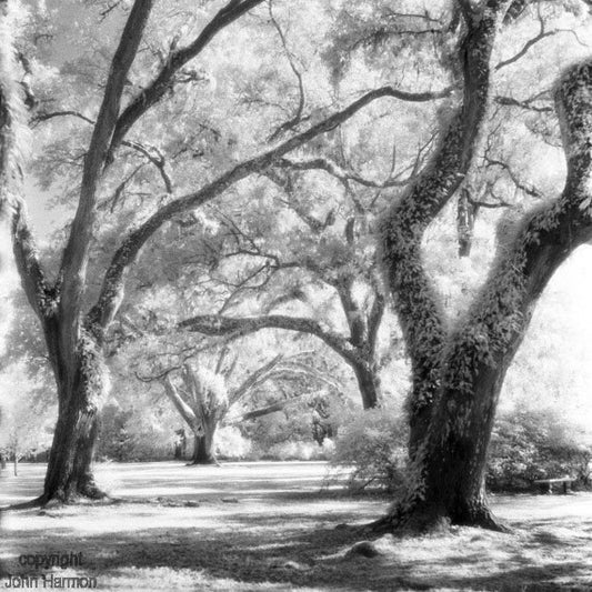 Eden State Park in Florida, Live Oaks, Infrared Black And  White Fine Art  Photo