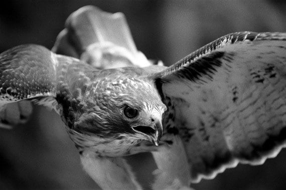 Red-Tailed Hawk Up Close Wall Decor Black and White Bird Art