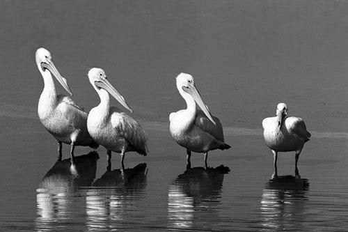 Four White Pelicans, Ding Darling Sanibel, Funny Bird Art