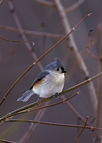Whimsical Tufted Titmouse Photo Print  Perfect Winter Décor for Bird Lovers
