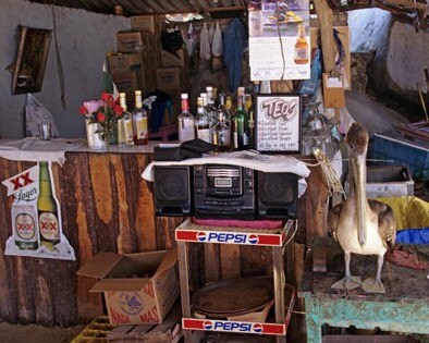A Live Pelican in a Mexican Beach Bar Bird Fine Art Photo