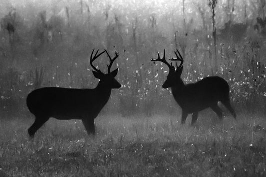 Two Large White Tailed Bucks Facing Off, Man Cave Wall Decor