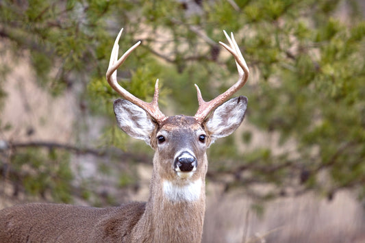 Eight Point Buck, Stone Mountain State Park, North Carolina Artwork