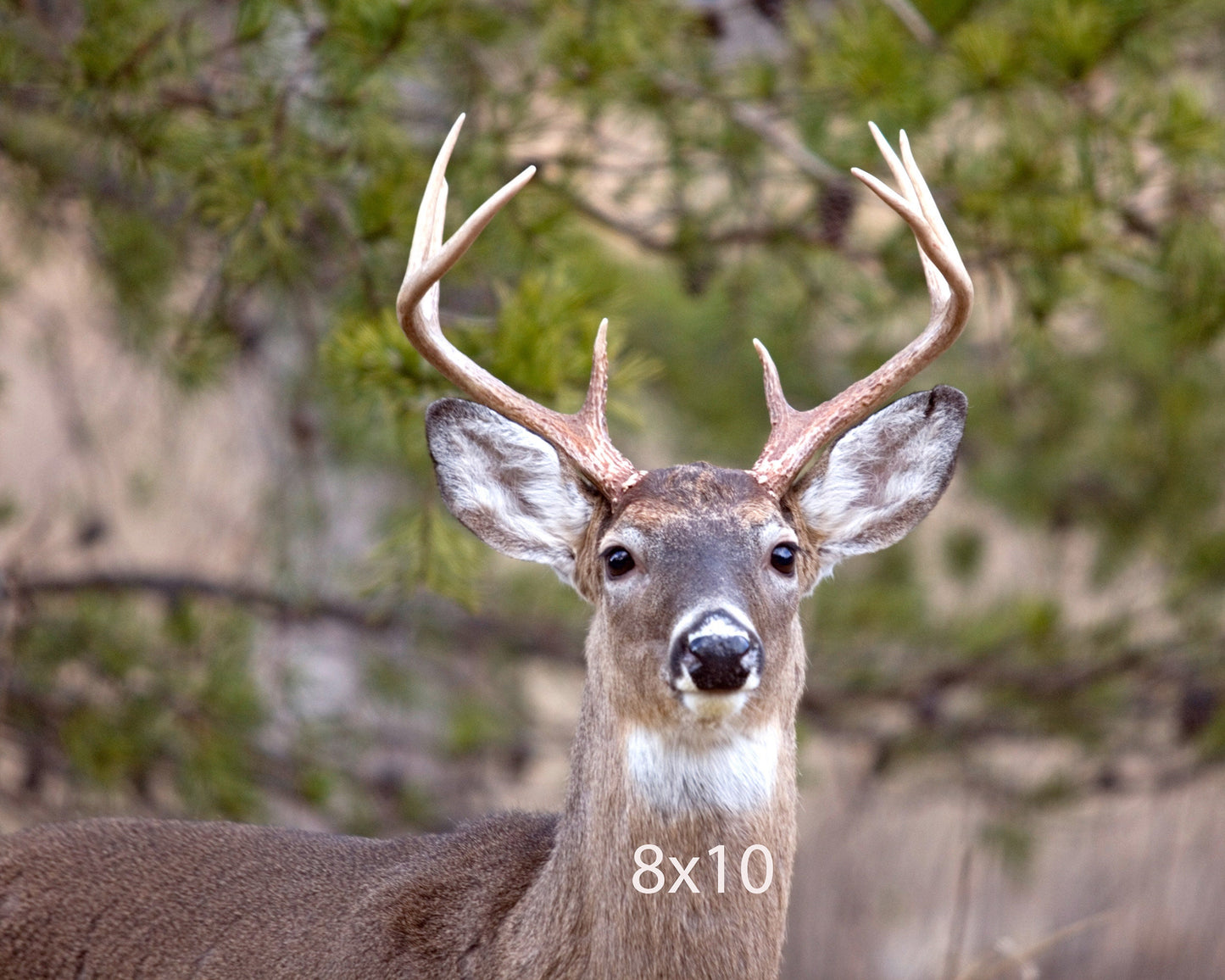 Eight Point Buck, Stone Mountain State Park, North Carolina Artwork
