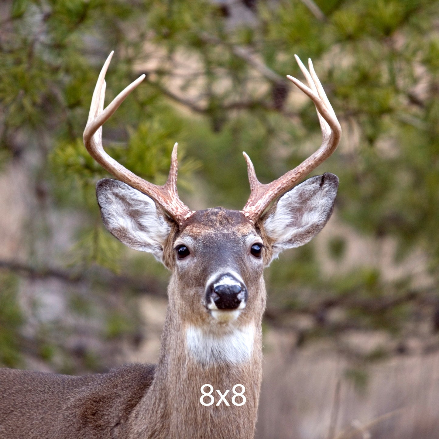 Eight Point Buck, Stone Mountain State Park, North Carolina Artwork