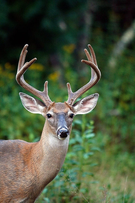 Ten Point Buck, Velvet Antlers, Blue Ridge Mountains North Carolina