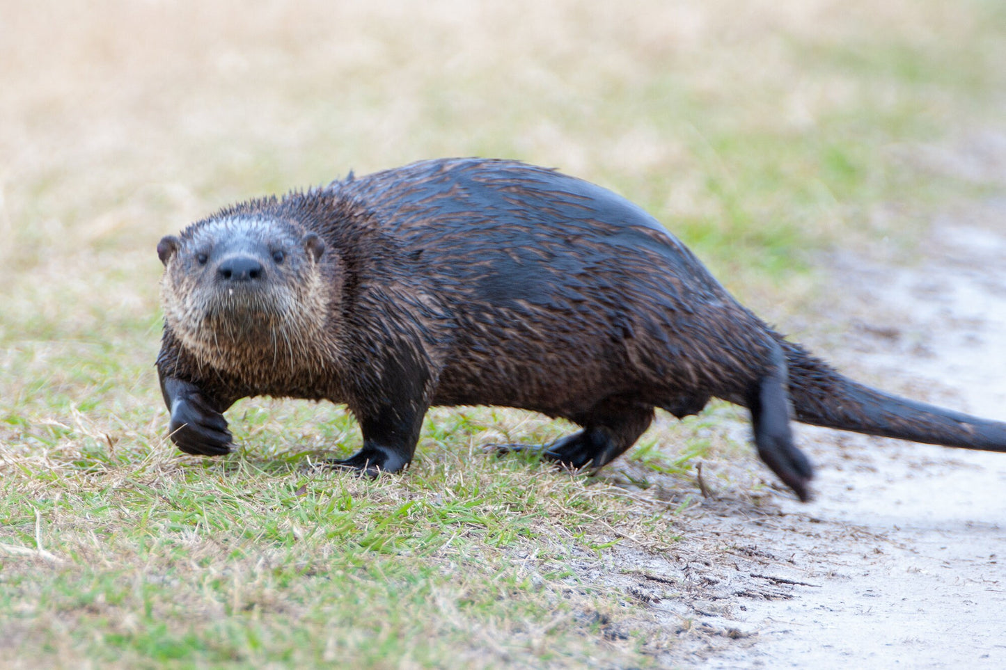 River Otter with Attitude, Wall Art Decor