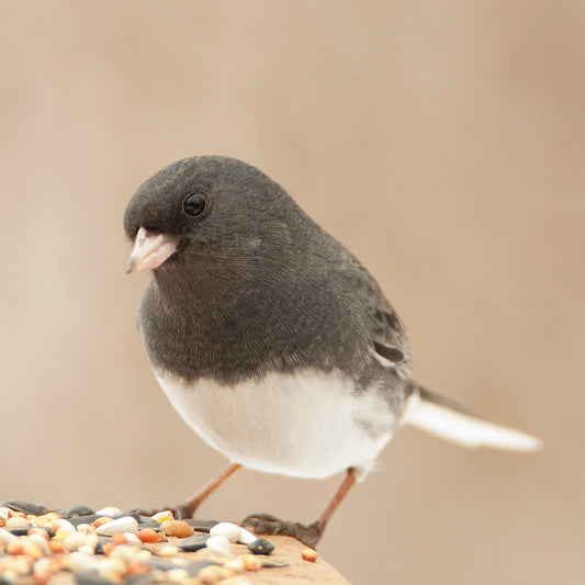 Dark-Eyed Junco Closeup Bird Wall Decor Handcrafted Artwork