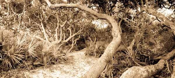 Grayton Beach State Park  on Florida Gulf Coast Fine Art Print