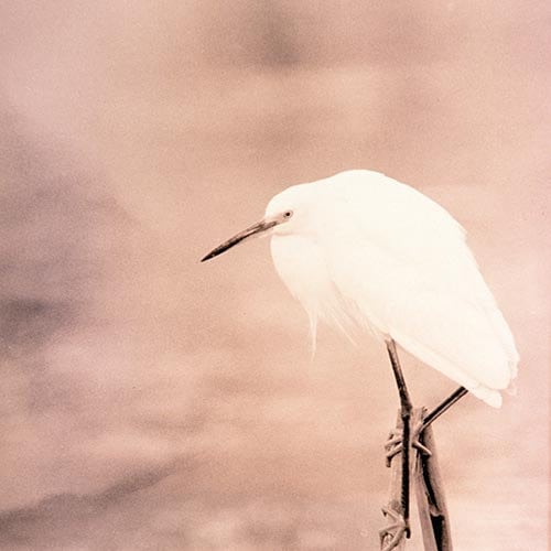 Bird  Fine Art  Snowy Egret Black White Lith Print