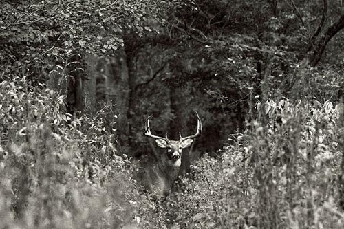 Ten Point Buck by John Harmon