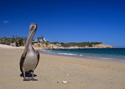 A Brown Pelican Lounging on a Mexican Beach Near Cabo San Lucas Fine Art Photo