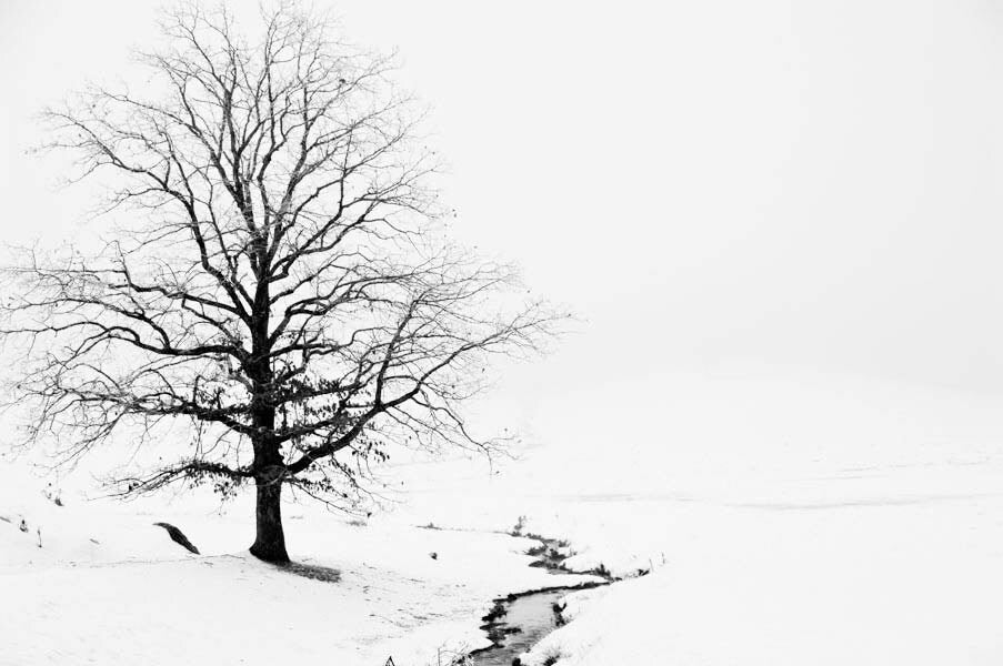 A Lone Tree in Snow and Fog Blue Ridge Mountains Fine Art Photo