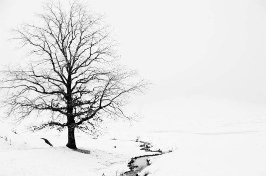 A Lone Tree in Snow and Fog Blue Ridge Mountains Fine Art Photo