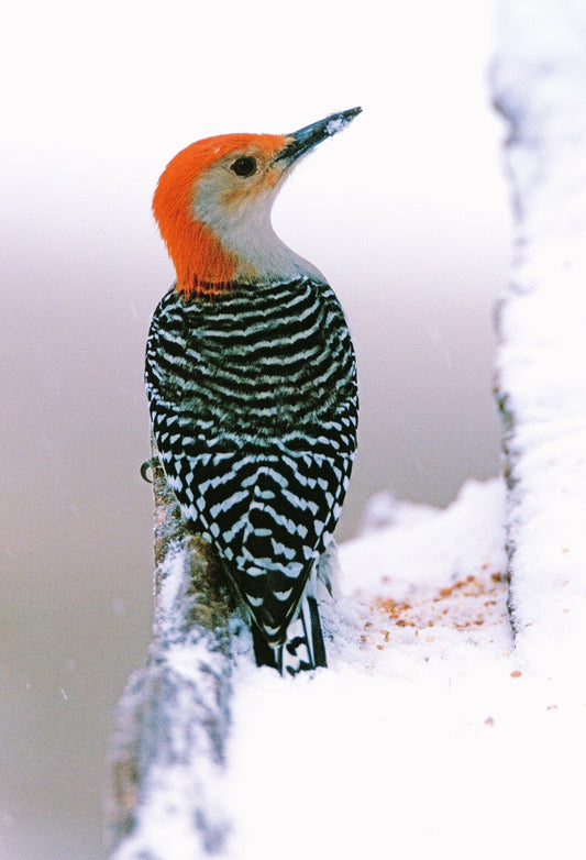 A Red Bellied Woodpecker in a Snowy Winter Setting Fine Art Photo