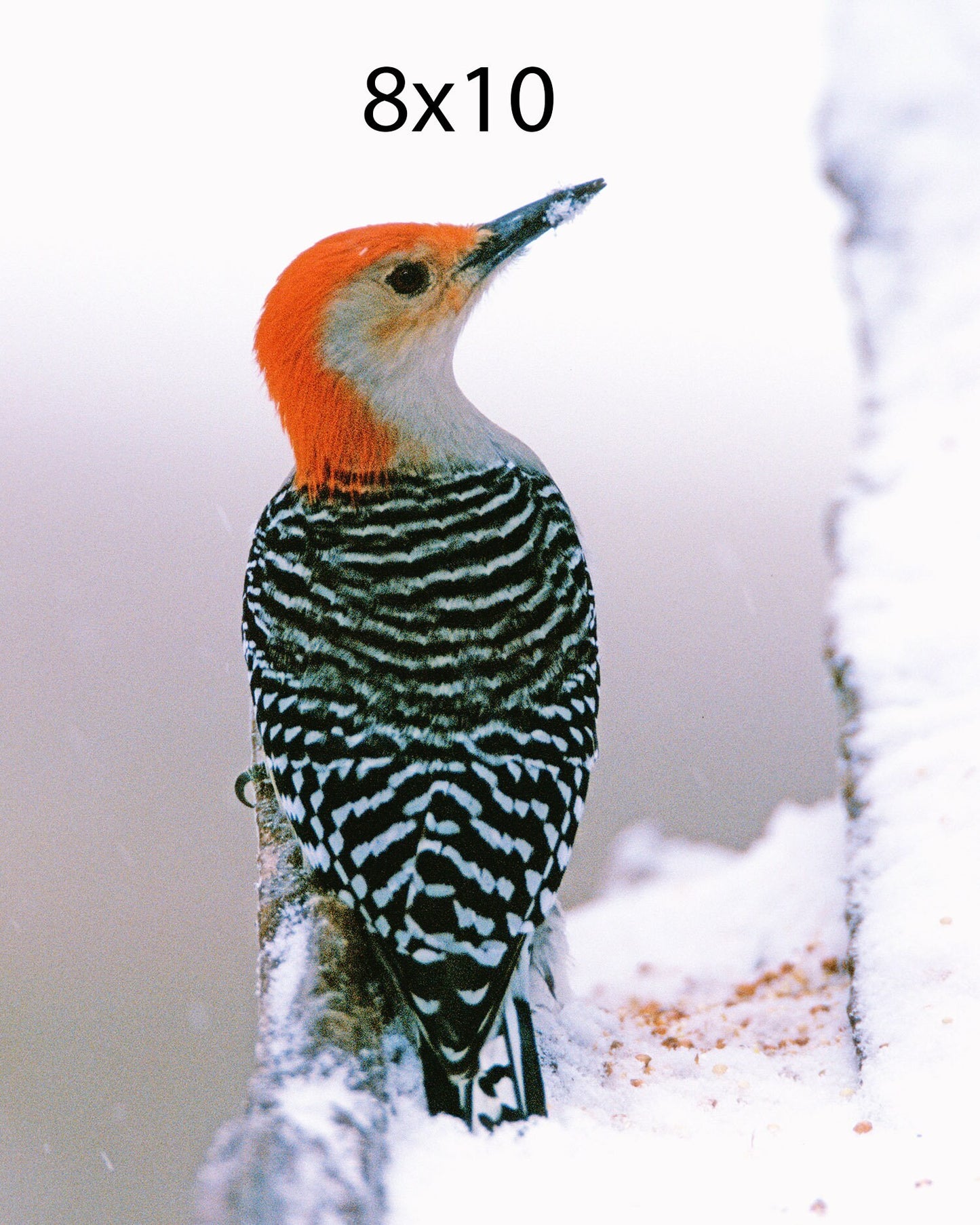 A Red Bellied Woodpecker in a Snowy Winter Setting Fine Art Photo