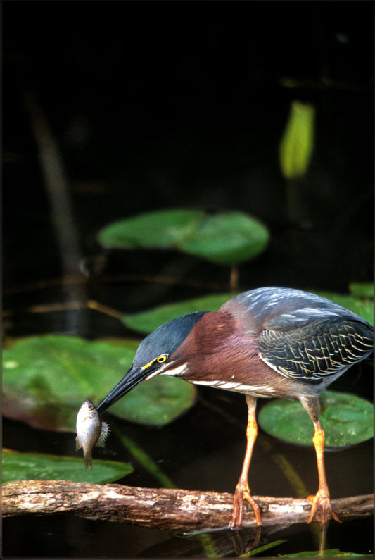 Green Heron with a Silver Fish in its Beak Bird Fine Art Photo