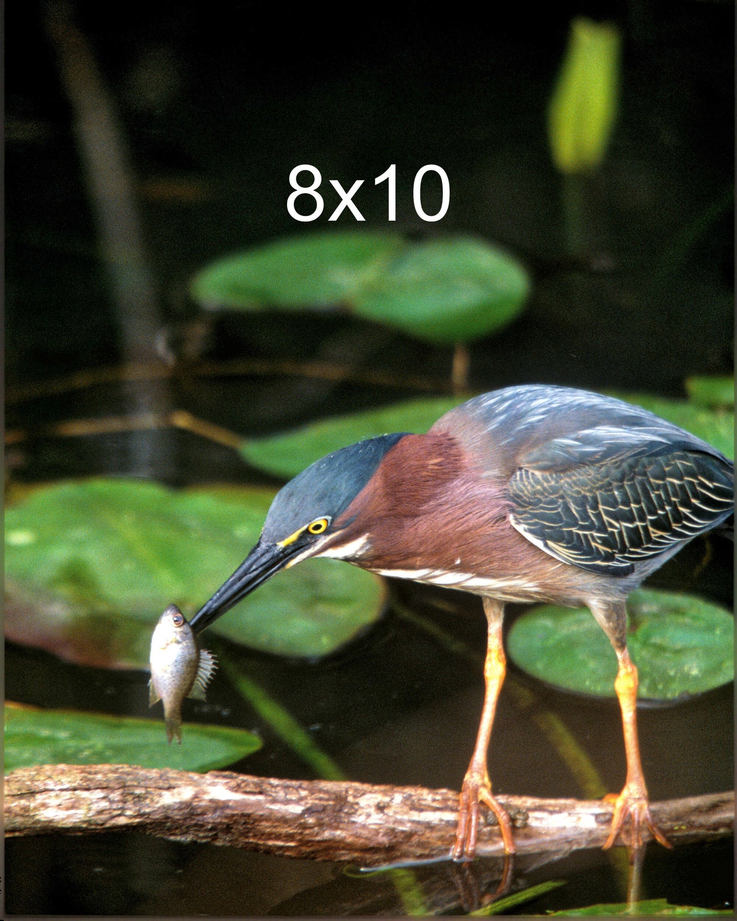 Green Heron with a Silver Fish in its Beak Bird Fine Art Photo