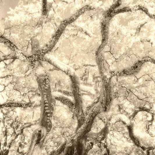 Sepia Infra Red Fine Art Photo of  Live Oaks with Ressurection Ferns